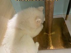 -安格丽娜·狗咖·猫咖羊驼咖(春熙路百盛商场店)