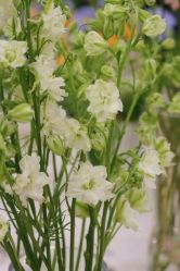 -酉嘉瑜伽YO+YOGA