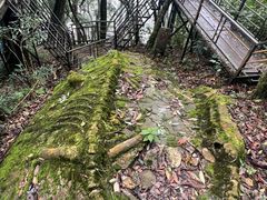 -云南屏边大围山国家公园