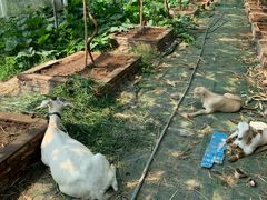 -马陆小张葡萄园农家乐