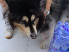 -达爱动物医院·犬猫分区·CT·复杂眼科(远洋山水分院)