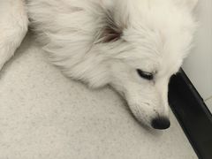 -共舞时光猫咖·狗咖(新街口店)