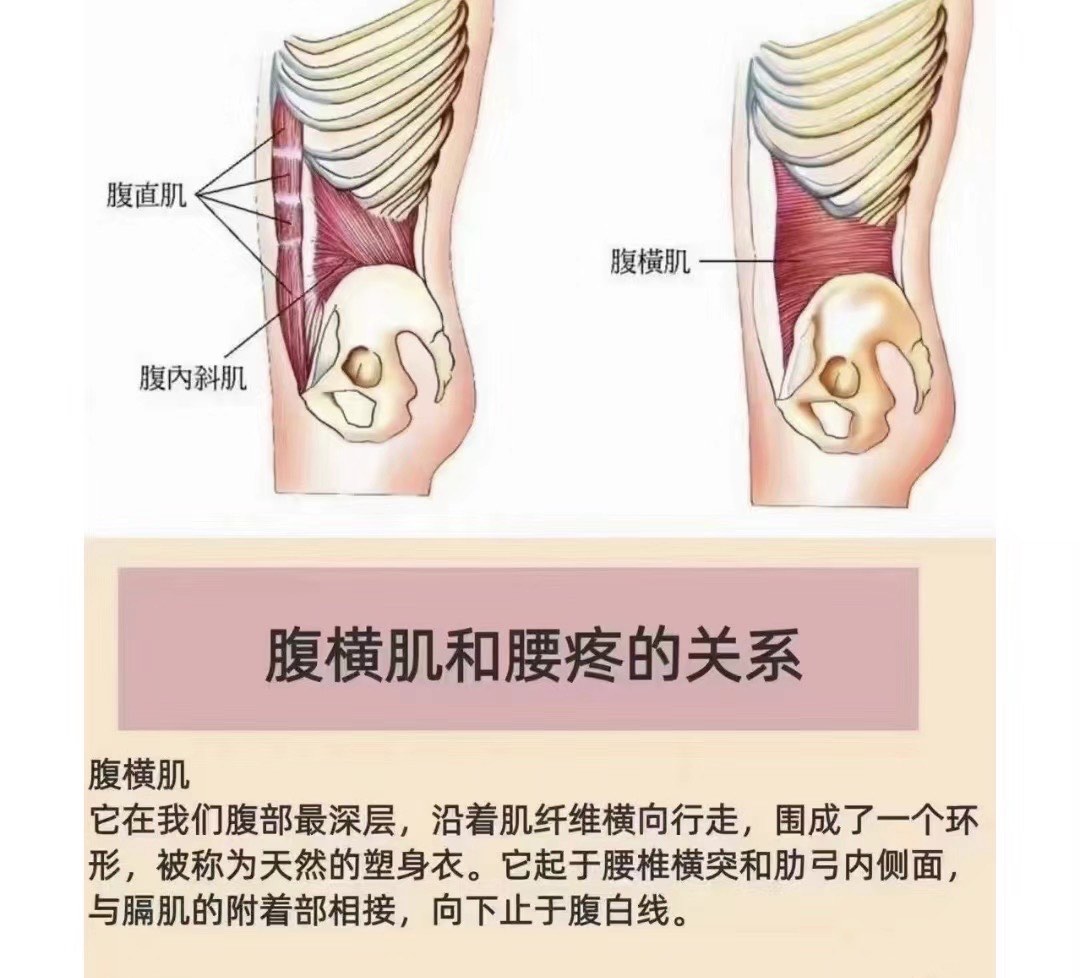 腹横肌功能\\n1 增加腹压 \\n2