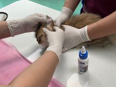 -北京观赏动物医院·24小时大型综合·猫专科·异宠专科
