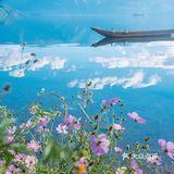 会把小白花送到离它根叶很远很远的地方