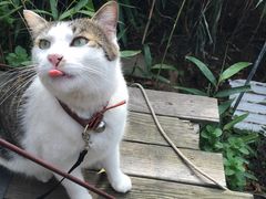 -海边的猫和咖啡馆