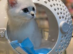 -momokira米努特·德文卷毛猫·棉花面纱犬