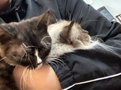 -楼上猫咖(罗湖店)
