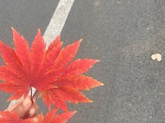 -沈阳植物园