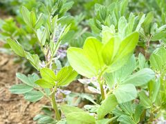 -武汉紫薇都市田园