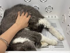 -拜鲁耶动物诊疗中心·宠家动物医院