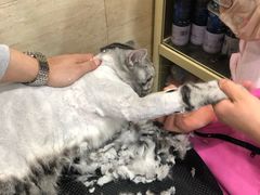 -多卡布奇宠物生活馆(上林世家店)