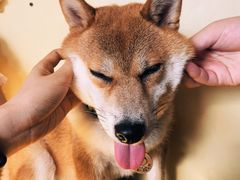 -柴犬高等学院·狗咖·柴犬售卖·宠物训练