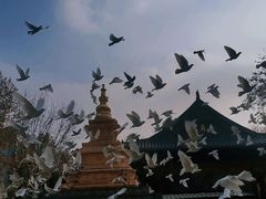-西安大兴善寺