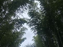 -蜀南竹海景区