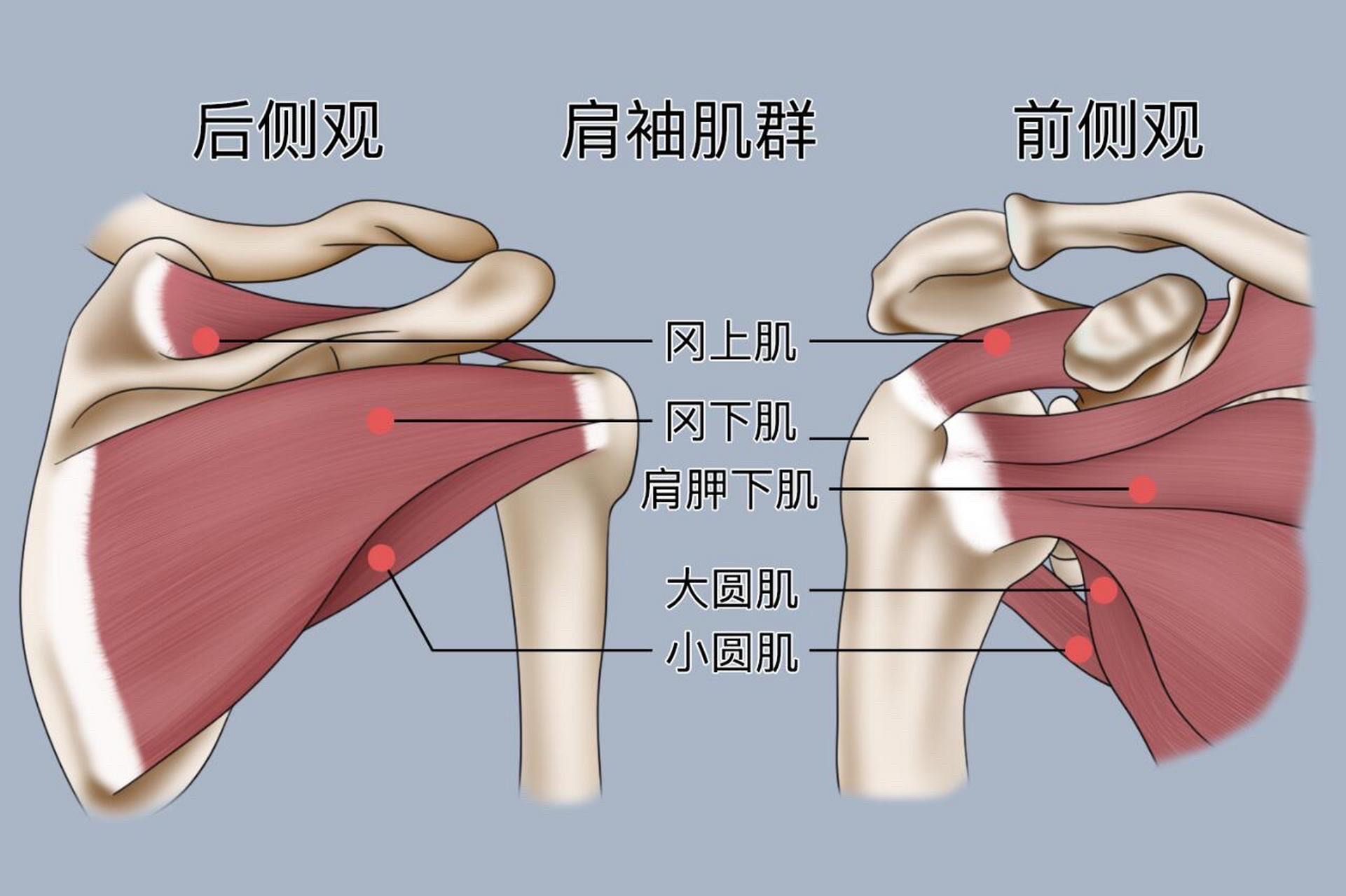 肩关节屈曲的肌肉图片