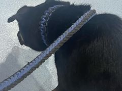 -瑞鹏宠物医院·爱宠堂·骨外专科(西荷分院)