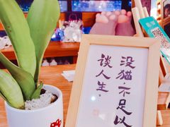 -猫小主咖啡·猫咖cat cafe(福田店)
