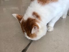 -平行世界·猫咖(首经贸店)