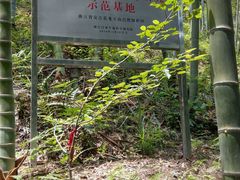 -湖州龙王山景区