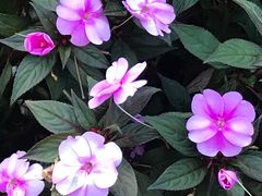 -庐山风景区花径公园