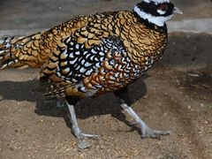 -石家庄市动物园