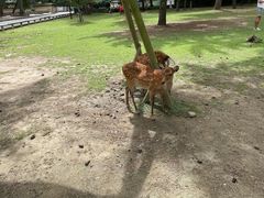 -奈良公园