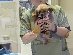 -达爱动物医院·犬猫分区·CT·复杂眼科(远洋山水分院)