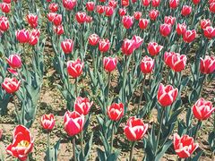 -长春公园(普阳街道)