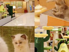 -帕帕拉兹宠物(亚洲旗舰店)