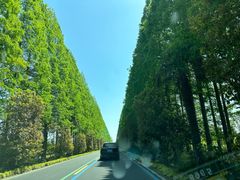 -黄海国家森林公园