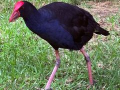 -墨尔本皇家植物园