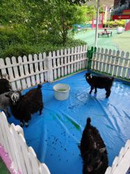 -萌宠亲子动物乐园(槐房万达店)