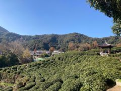 -龙井村