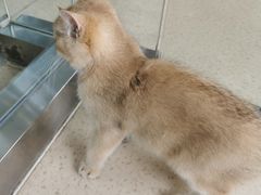 -萌兽医馆·宠物医院·猫骨科(创景店)