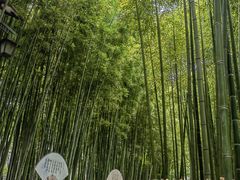 -陈家山荷花公园