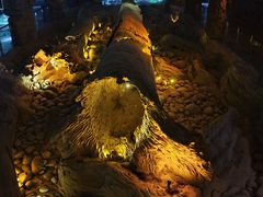 -乐山乌木文化博览苑