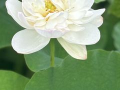 -荷塘月色湿地公园·向阳花洲
