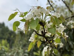 -必胜客(远大路店)