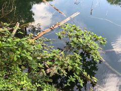 -武吉知马自然保护区