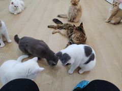 -1013 PET SHOP 宠物商店(近铁城市广场店)