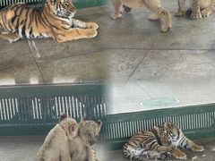 -秦皇岛野生动物园