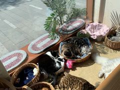 -猫友咖啡店(玉林西路店)