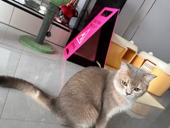 -关爱宠物医院·猫科中心·消化科(滨湖万达分院)