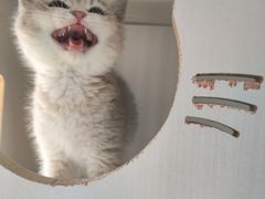 -东方名猫馆·英短金渐层布偶猫舍(环线广场1号楼店)