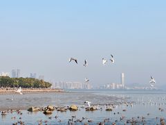 -深圳湾公园(南山区)