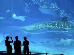 -烟台海昌鲸鲨海洋公园