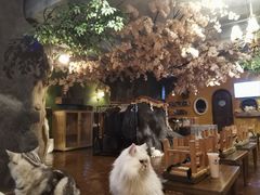 -猫猫幼稚园·撸猫·桌游·电玩