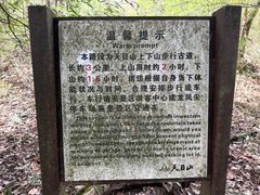 -天目山大树王景区