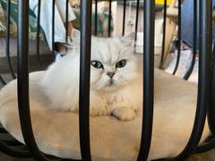 -喵屿·大理花园猫咖